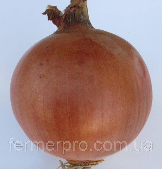 Насіння лука Фундадор F1/Fundador F1 250.000 насіння Cora Seeds, фото 1