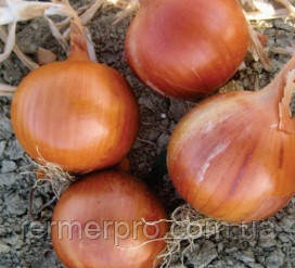 Насіння цибулі Соня F1/Sonia F1 250.000 насіння Cora Seeds, фото 1