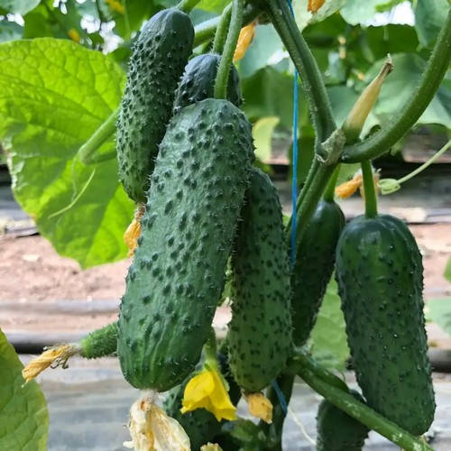 

Семена огурца Аскольд (Askold) F1, 500 шт., партенокарпического