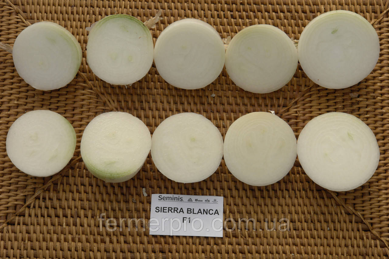 Насіння цибулі Сієрра Бланка F1/Sierra Blanca F1 250.000 насіння Seminis, фото 1