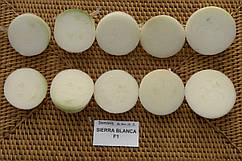 Насіння цибулі Сієрра Бланка F1/Sierra Blanca F1 250.000 насіння Seminis