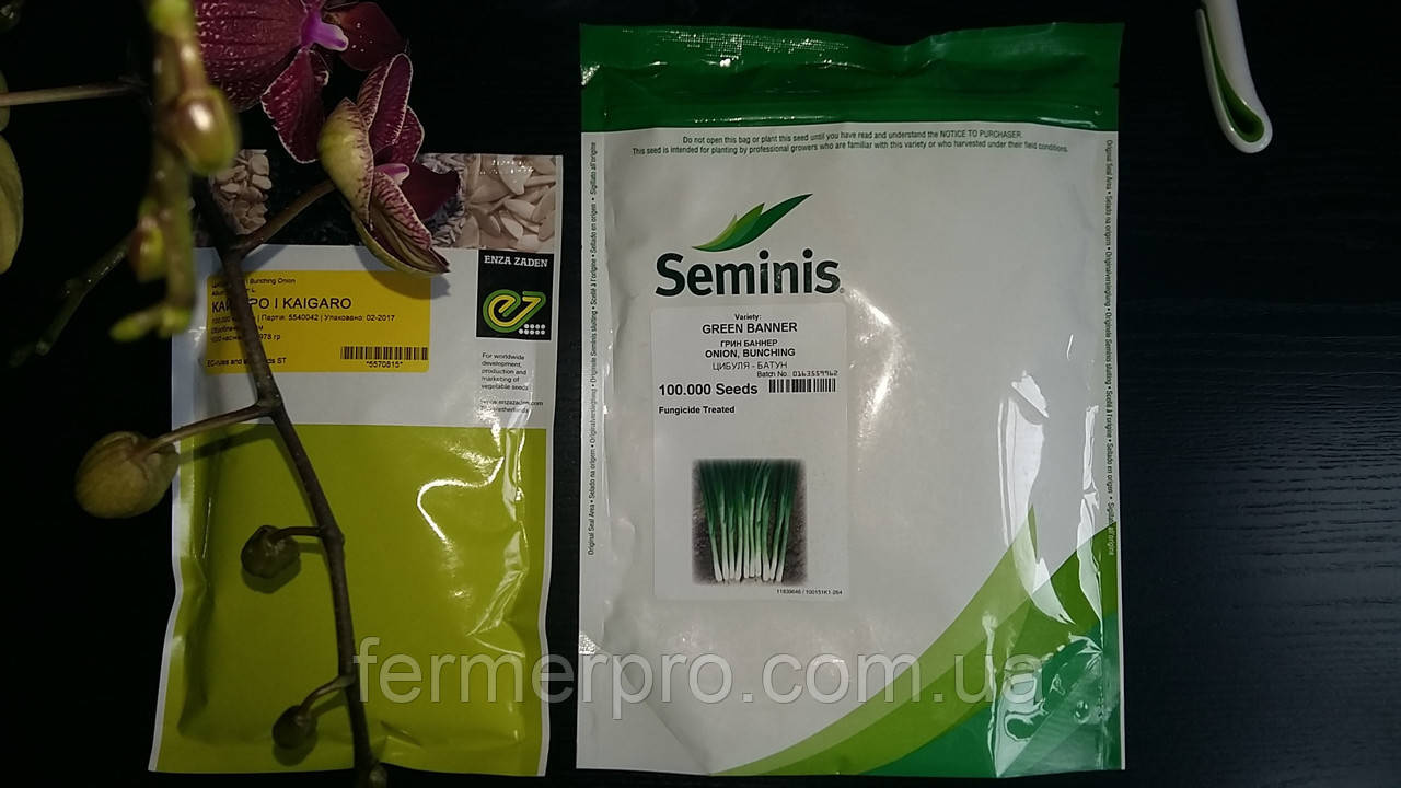 Насіння цибулі на перо Грін Баннер/Green Banner 250.000 насіння Seminis