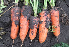 Насіння моркви Вікторія F1 (1.8-2.0 мм) \ Abaco F1 Seminis 200000 насіння