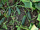 Насіння огірка Надія F1/Nadeshda F1 1000 насіння Seminis, фото 2
