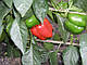 Насіння Перцю Червоний лицар F1 (Ред Найт) X3R/Red Knight X3R F1 500 насіння Seminis, фото 5