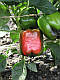 Насіння Перцю Червоний лицар F1 (Ред Найт) X3R/Red Knight X3R F1 500 насіння Seminis, фото 4