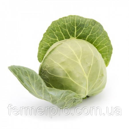 Насіння капусти Пушма F1/Pushma F1 1000 насіння Rijk Zwaan, фото 1