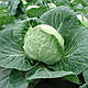 Насіння капусти Пушма F1/Pushma F1 1000 насіння Rijk Zwaan, фото 4