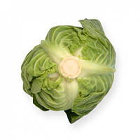 Насіння капусти Силіма F1/Cilema F1 Rijk Zwaan 1000 насіння