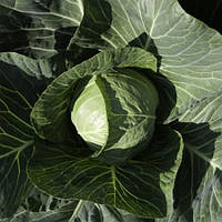 Насіння капусти Сіліма F1/Cilema F1 Каліброване насіння 1000 насінин, Rijk Zwaan