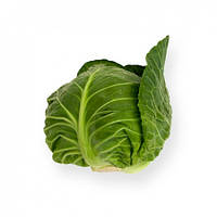 Насіння капусти Силіма F1/Cilema F1 Rijk Zwaan 2500 насіння