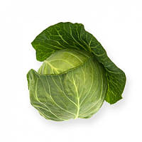 Насіння капусти Силіма F1/Cilema F1 каліброване 2500 насіння Rijk Zwaan