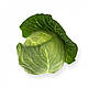Насіння капусти Сіліма F1/Cilema F1 Каліброване насіння 1000 насінин, Rijk Zwaan, фото 2