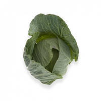 Насіння капусти Мультима F1/Multima F1 2500 насіння Rijk Zwaan 