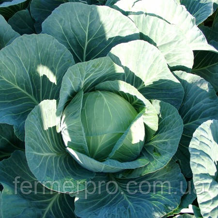 Насіння капусти Джинтама F1/Gintama F1 каліброваних 1000 насіння Rijk Zwaan, фото 1