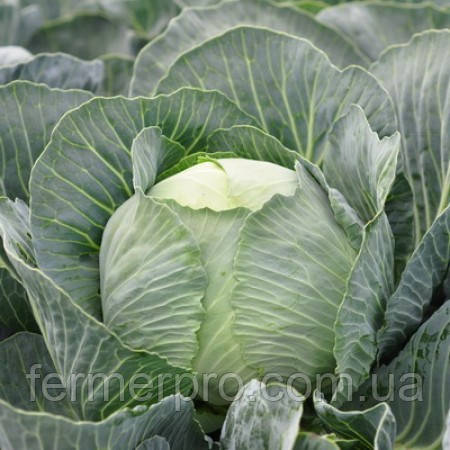 Насіння капусти Флексіма F1/Flexima F1 2500 каліброваних насіння Rijk Zwaan , фото 1