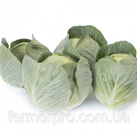 Насіння капусти Флексіма F1/Flexima F1 1000 каліброваних насіння Rijk Zwaan , фото 1