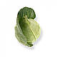 Насіння капусти Сонсма F1/Sonsma F1 2500 насіння Rijk Zwaan, фото 3