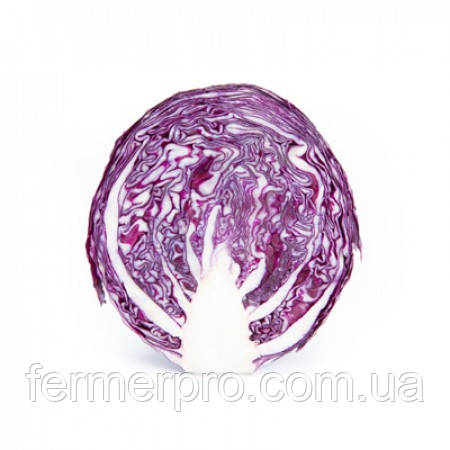 Насіння капусти Редма F1/Redma F1 2500 каліброваних насіння Rijk Zwaan, фото 1