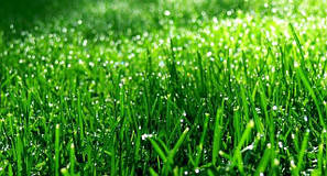 Газонні трави