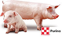 Expert Концентрат професійний для свиней стартер 25% /гроуер 15%/ фінішер 10% - 20025 (25 кг)