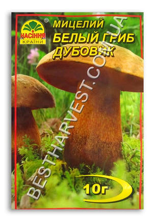 Міцелій «Білий гриб, Дубовик» 10 г, фото 1