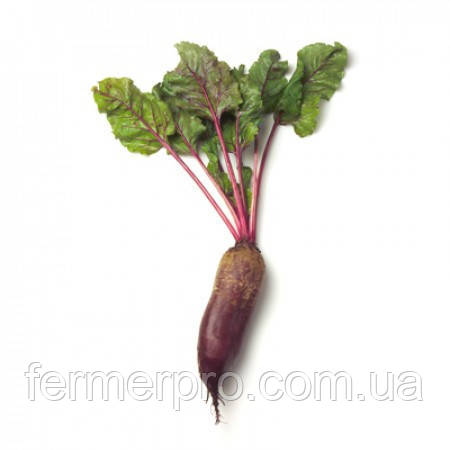 Насіння буряків Карілон/Carillon 25000 Rijk Zwaan (2,75-3,5 мм), фото 1