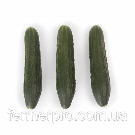 Насіння огірка Святогор F1/Svyatogor F1 1000 насіння Rijk Zwaan, фото 1