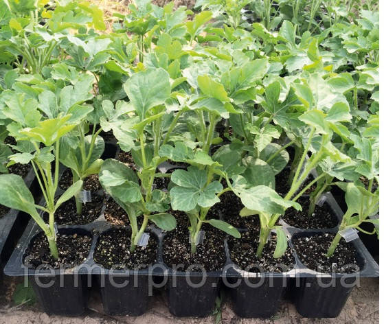 Насіння підвоє Кобальт/Kobalt 1000 насіння Rijk Zwaan , фото 1