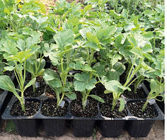 Насіння підвоє Кобальт/Kobalt 1000 насіння Rijk Zwaan 