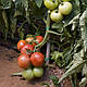 Насіння томату Абелус F1 Rijk Zwaan 100 насіння, фото 2