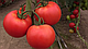 Насіння томату Аламіна F1/Alamina F1 100 насіння Rijk Zwaan, фото 2