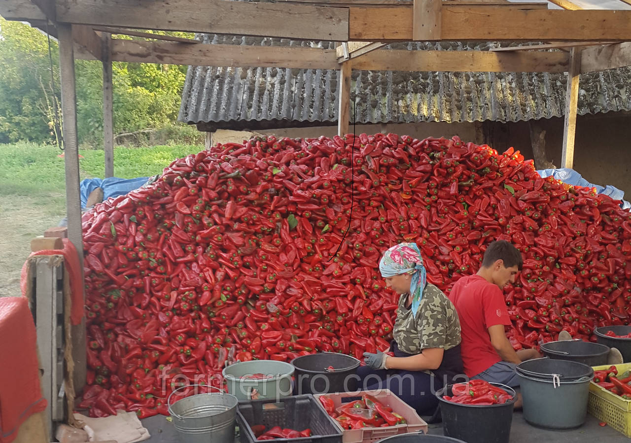 Насіння перцю Портека F1 \ Porteka F1 1000 насінин Rijk Zwaan, фото 1