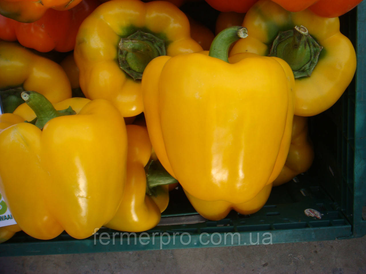 Насіння перцю Бачата F1/Bachata 100 насінин, Rijk Zwaan, фото 1