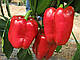 Насіння перцю Ред Джет F1/Red Jet F1 100 насіння Rijk Zwaan , фото 2