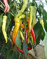 Насіння гострого перцю Тандер F1/ Thunder F1 100 насіння Rijk Zwaan