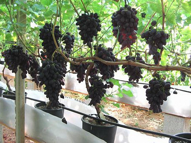 Саженцы винограда сорт Кодрянка пакет 3,5 л. - фото 1 - id-p45816861