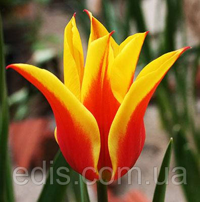 Тюльпан лілієвидний Synaeda King (Сінеде Кінг) 3 цибулинки