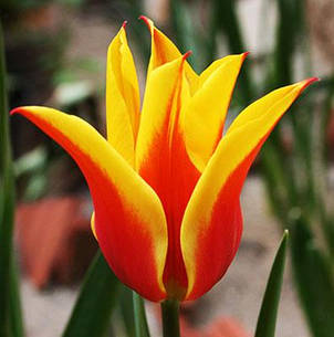 Тюльпан лілієвидний Synaeda King (Сінеде Кінг) 3 цибулинки, фото 1