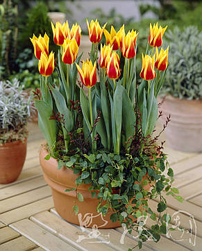 Тюльпан лілієвидний Synaeda King (Сінеде Кінг) 3 цибулинки, фото 2