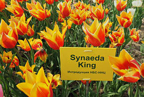 Тюльпан лілієвидний Synaeda King (Сінеде Кінг) 3 цибулинки, фото 3