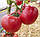 Насіння томату Аттія F1 (Attiya F1) 1000н. (Атія), фото 7