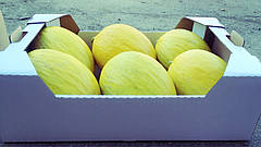 Семена дыни Дукрал F1  \ Ducral F1 1000 семян Rijk Zwaan