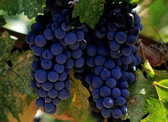 Саджанці винограду сорт Молдова пакет 3,5 л.
