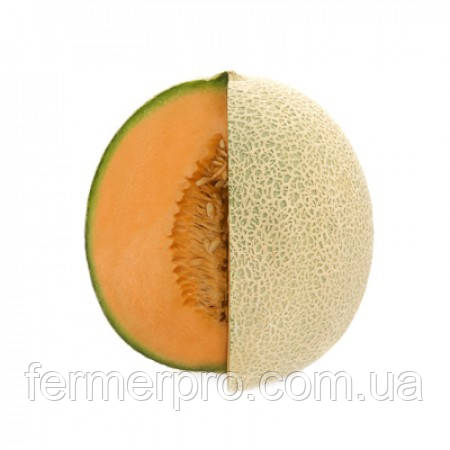 Насіння дині Карібіан Голд F1/Carribean Gold F1 1000 насіння Rijk Zwaan, фото 1
