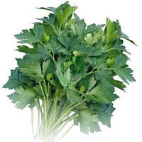 Петрушка листова