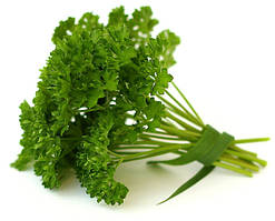 Петрушка кучерява