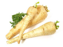 Петрушка коренева