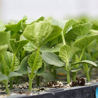 Насіння прищепи Сфінкс F1/Sphinx F1 1000 насіння Rijk Zwaan