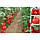 Насіння томату Беріл F1 (Beril F1) 1000н., фото 3